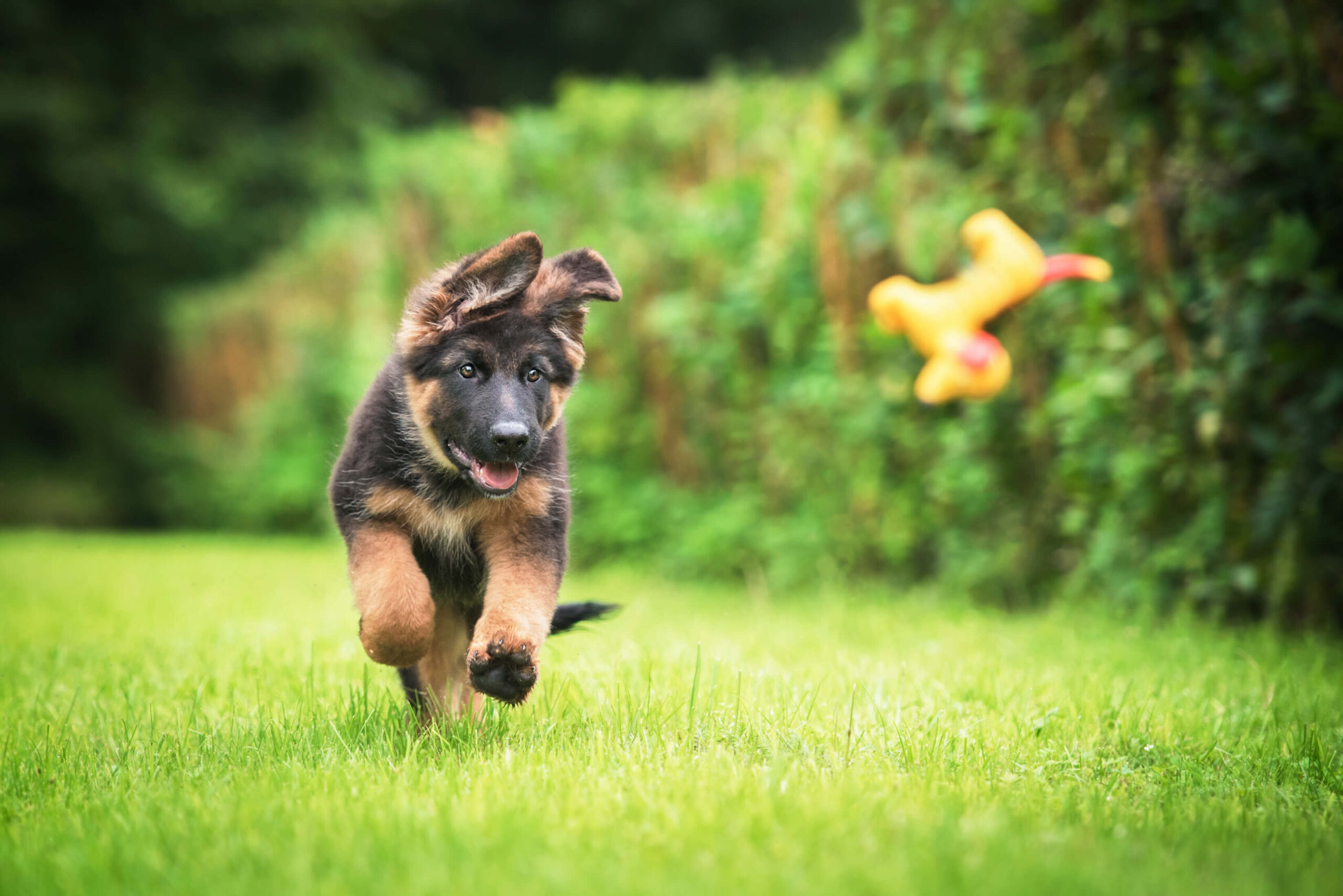 Essential Puppy Vaccines for a Fear-Free Start